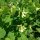 Pea Flower Vetch (Vicia pisiformis) semi