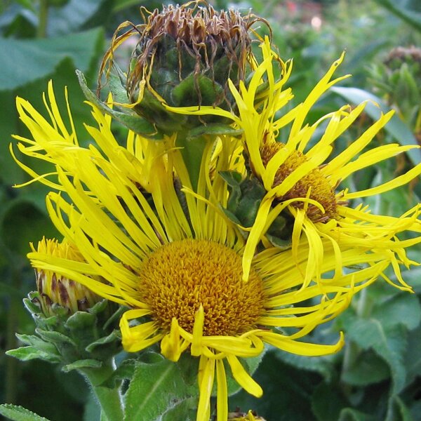 Enula campana (Inula helenium) semi