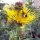 Enula campana (Inula helenium) semi