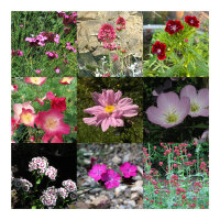 Sogno di giardino rosa - set regalo di semi