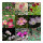 Sogno di giardino rosa - set regalo di semi