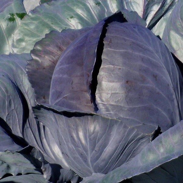 Cavolo rosso Schwarzkopf (Brassica oleracea var. capitata f. rubra) semi