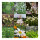 Una marea di fiori bianchi - set regalo di semi