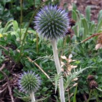 Cardo-pallottola coccodrillo (Echinops ritro)  semi