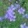 Lino perenne (Linum perenne)  semi
