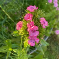 Garofano dei poeti (Dianthus barbatus) semi