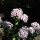 Garofano dei poeti (Dianthus barbatus) semi