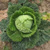 Cavolo verza "Vertus" (Brassica oleracea...