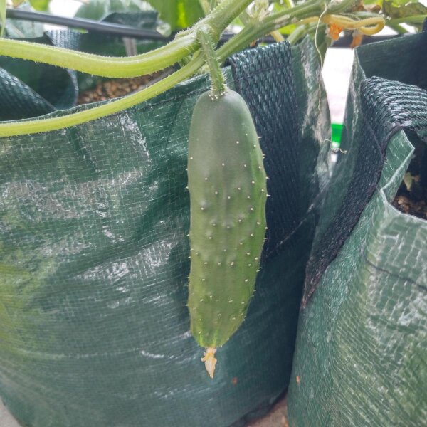 Semi di verdura Cetriolo Cucumis Sativus