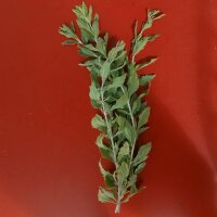 Russian Sage / Salvia Blue Spire (Perovskia atriplicifolia) semi