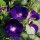 Campanella turchina (Ipomea purpurea) semi