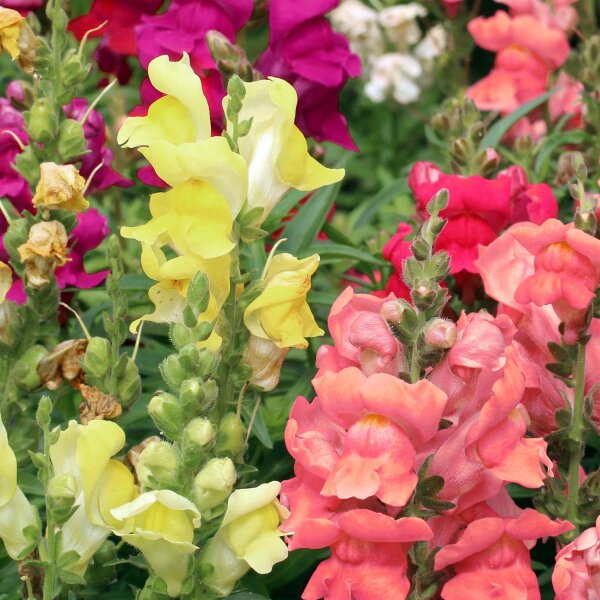 Bocca Di Leone (Antirrhinum Majus) - Fiori Colorati E Facili Da - Foto 3