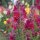 Bocca di leone comune (Antirrhinum majus)  semi