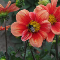Mix di dalie nane (Dahlia variabilis)  semi