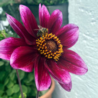 Mix di dalie nane (Dahlia variabilis)  semi