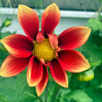 Mix di dalie nane (Dahlia variabilis)  semi