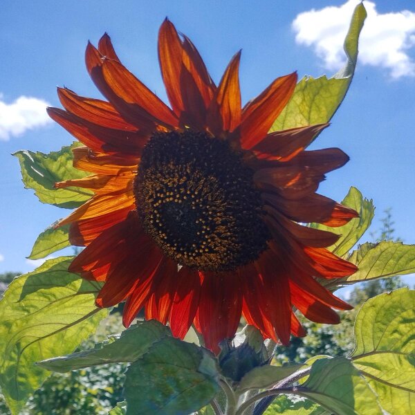 Girasole Autumn Beauty (Helianthus annuus) semi