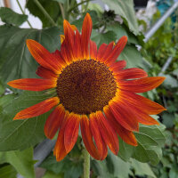 Girasole Autumn Beauty (Helianthus annuus) semi
