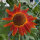 Girasole Autumn Beauty (Helianthus annuus) semi