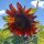 Girasole Autumn Beauty (Helianthus annuus) semi