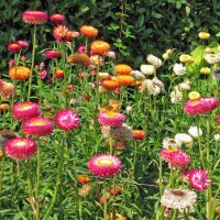 Elicriso lucido / Fiore di carta (Xerochrysum bracteatum)...