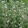 Altea comune (Althaea officinalis) Biologico semi