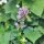 Anice menta (Agastache foeniculum) biologica semi