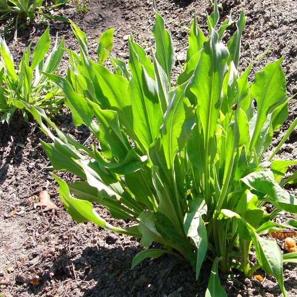 Scorzonera di Spagna Gigante Anual (Scorzonera hispanica) semi