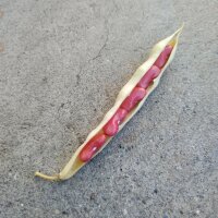 Snap Bean / Dwarf French Bean Canadian Wonder (Phaseolus vulgaris) organic seeds