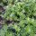 Stellina odorosa (Galium odoratum) semi