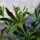 Stellina odorosa (Galium odoratum) semi