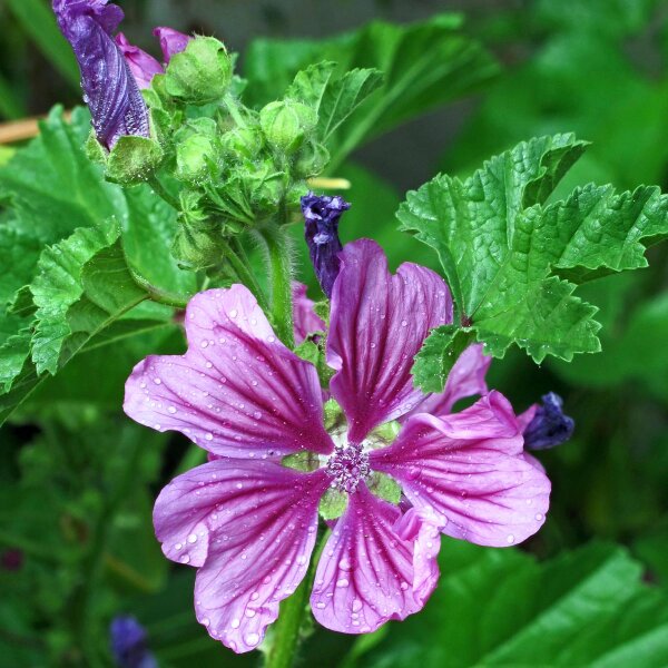 Malva domestica (Malva neglecta) biologico semi