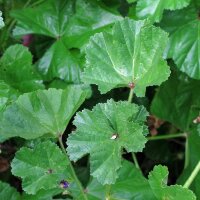 Malva domestica (Malva neglecta) biologico semi