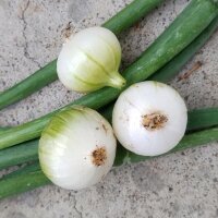 Cipolla bianca di Parigi (Allium cepa) semi