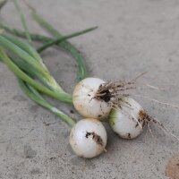 Cipolla bianca di Parigi (Allium cepa)