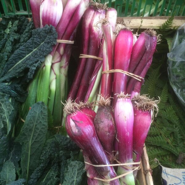 Cipollotto rosso (Allium fistulosum) semi