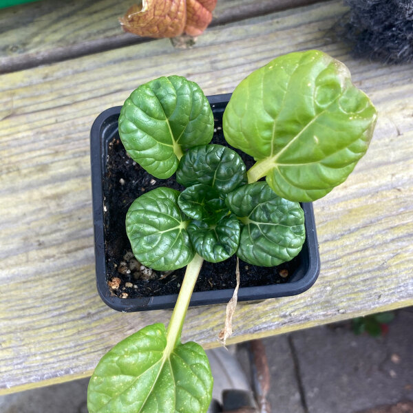 Tatsoi (Brassica rapa subsp. narinosa) semi