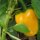 Peperone giallo Quadrato Dasti (Capsicum annuum) semi
