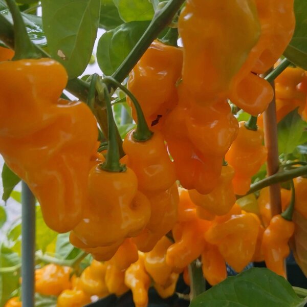 Peperoncino Trinidad Perfume (Capsicum chinense ) semi