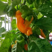 Peperoncino Trinidad Perfume (Capsicum chinense ) semi