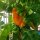 Peperoncino Trinidad Perfume (Capsicum chinense ) semi
