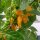 Peperoncino Trinidad Perfume (Capsicum chinense ) semi