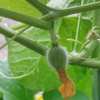 Melone cantalupo Charentais (Cucumis melo) semi