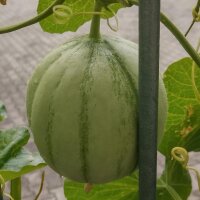 Melone cantalupo Charentais (Cucumis melo)