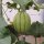 Melone cantalupo Charentais (Cucumis melo) semi