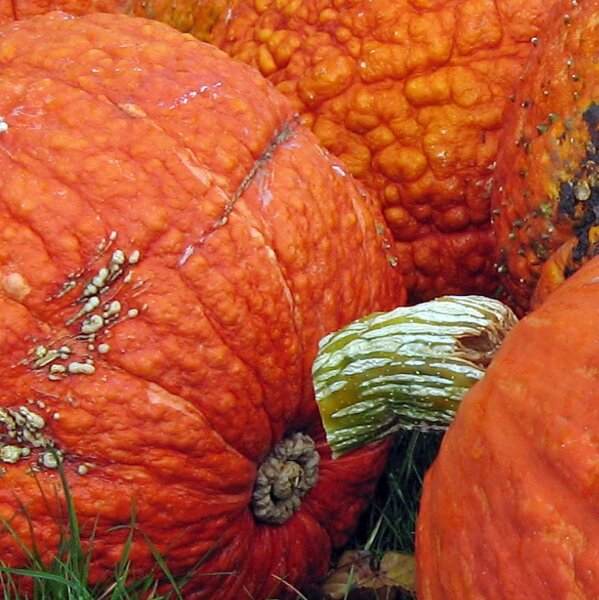 Zucca Golden Hubbard (Cucurbita maxima) semi