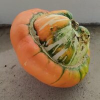 Zucca turbante turco (Cucurbita maxima) semi