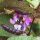 Lablab / Dolico egiziano (Lablab purpureus) semi