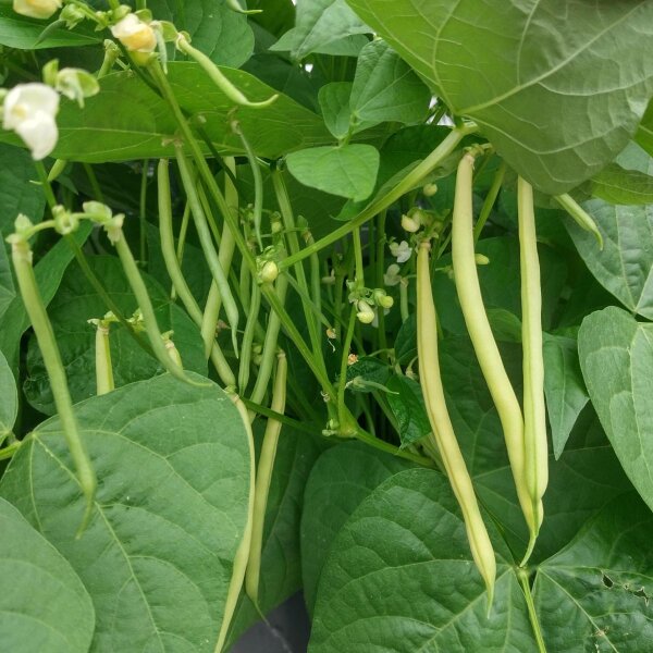 Fagiolo nano giallo Orinoco (Phaseolus vulgaris) semi