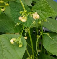Fagiolo nano giallo Orinoco (Phaseolus vulgaris) semi